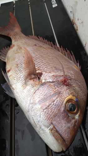 マダイの釣果