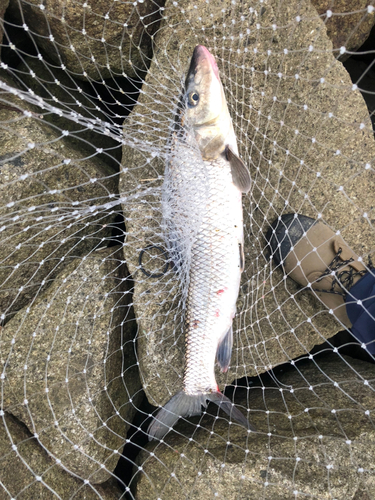 ニゴイの釣果