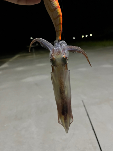 ケンサキイカの釣果