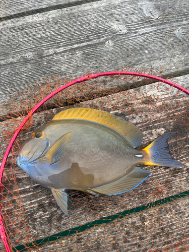 ニセカンランハギの釣果