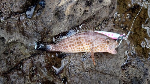 オオモンハタの釣果