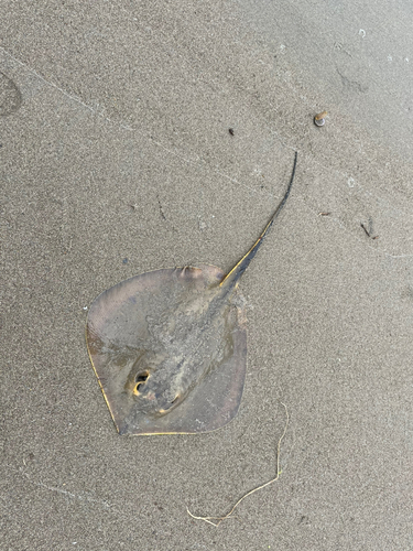 アカエイの釣果