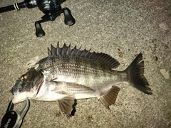 クロダイの釣果