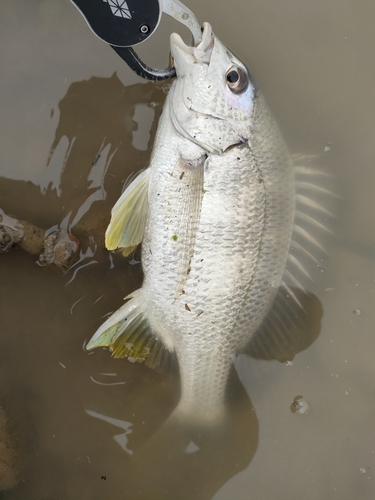 キビレの釣果