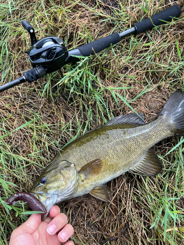 スモールマウスバスの釣果