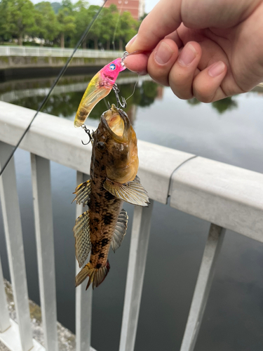 マハゼの釣果