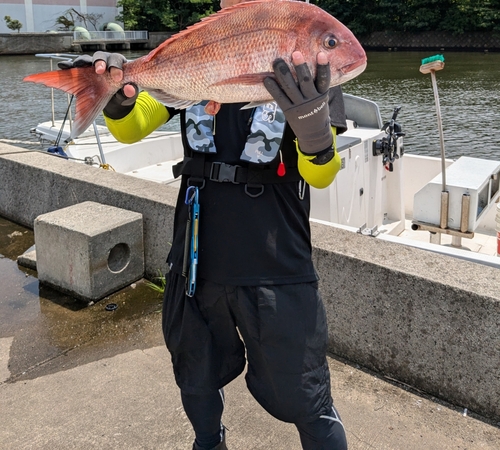 マダイの釣果