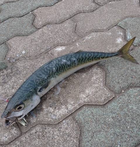 サバの釣果