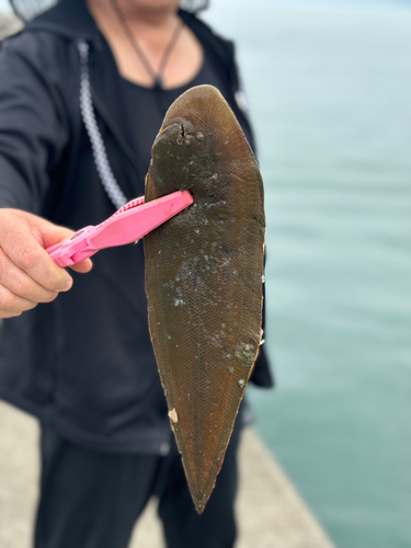 シタビラメの釣果