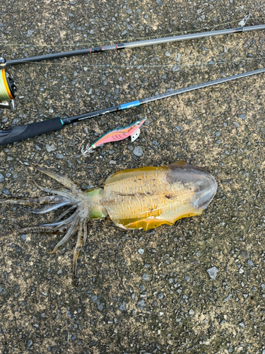 アオリイカの釣果