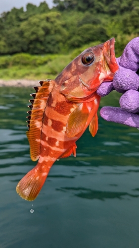 アカハタの釣果