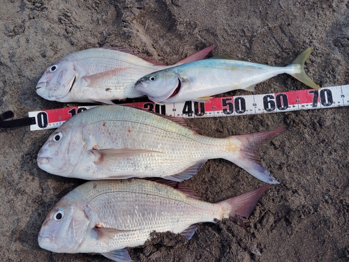 マダイの釣果