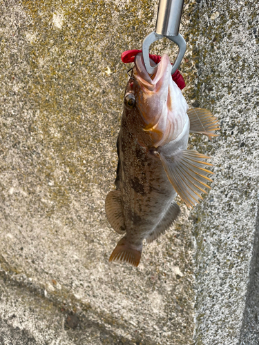 アイナメの釣果