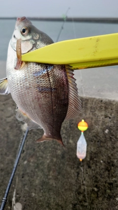 ウミタナゴの釣果