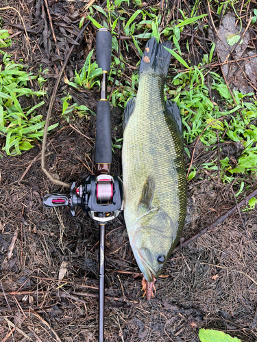 ブラックバスの釣果