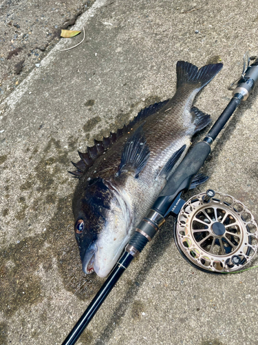 チヌの釣果