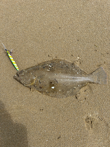 ソゲの釣果