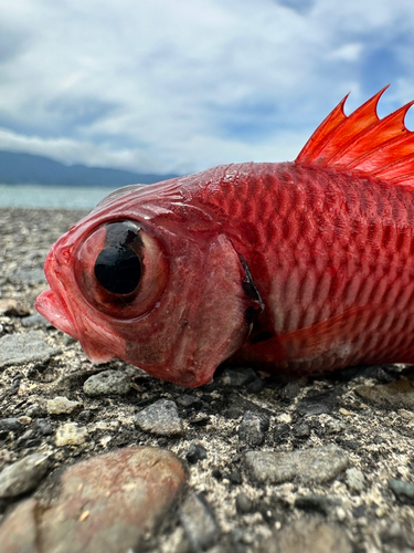 ツマリマツカサの釣果