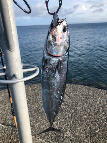 カツオの釣果