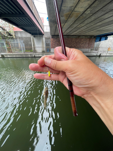 マハゼの釣果