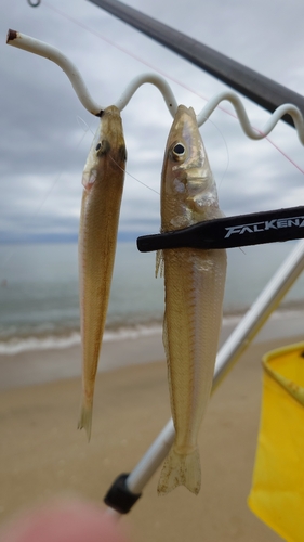 キスの釣果