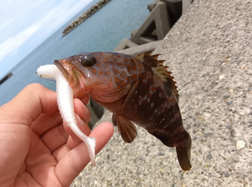 キジハタの釣果