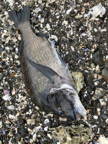 クロダイの釣果