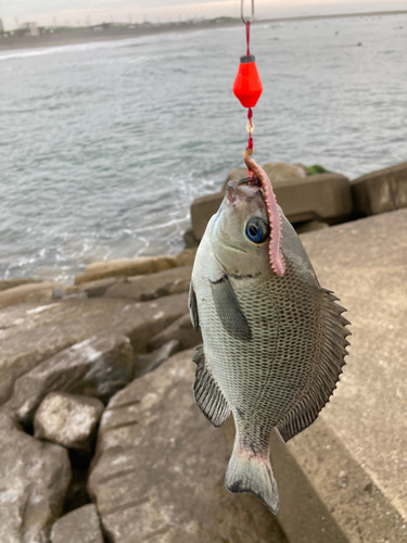 メジナの釣果