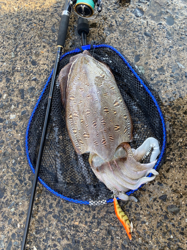 モンゴウイカの釣果