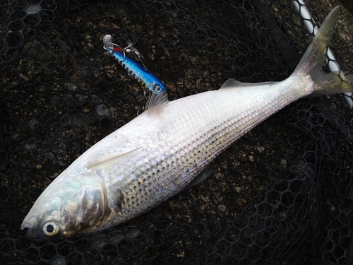 コノシロの釣果