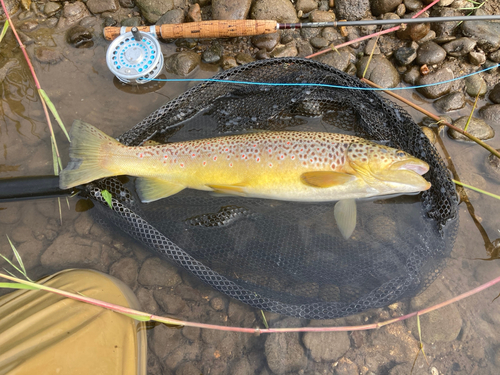 ブラウントラウトの釣果