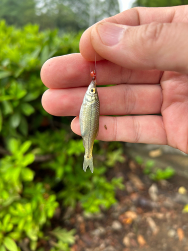 クチボソの釣果