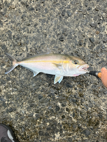 カンパチの釣果