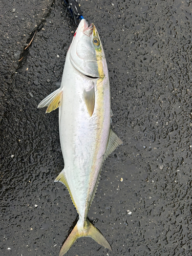 ハマチの釣果