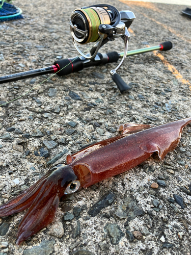 ヤリイカの釣果