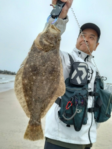 ヒラメの釣果