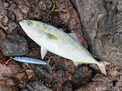 イナダの釣果