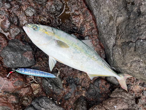 イナダの釣果