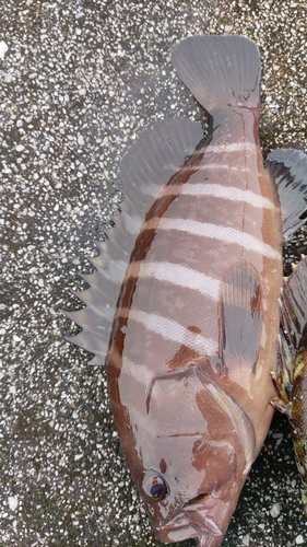 ヤミハタの釣果