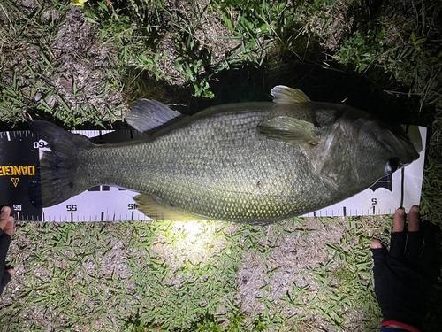 ラージマウスバスの釣果