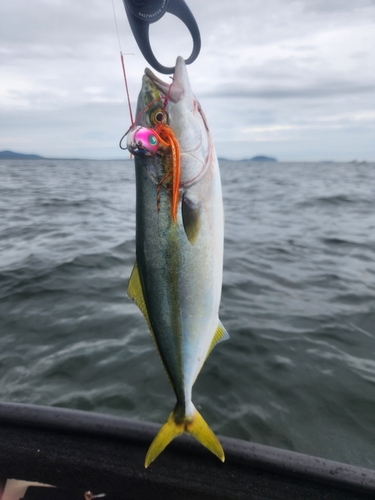 ツバスの釣果