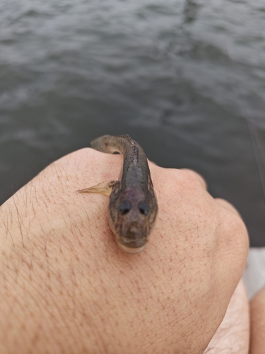 ハゼの釣果