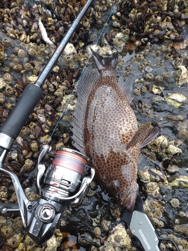 オオモンハタの釣果