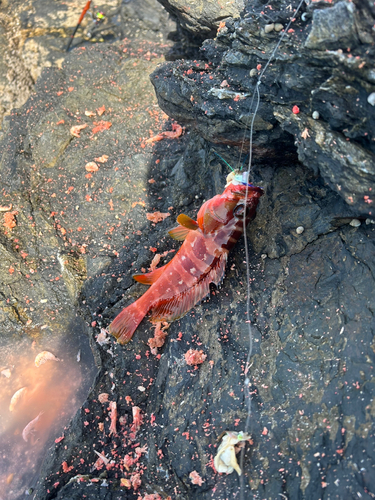 アカハタの釣果