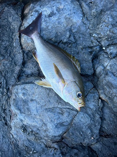 イサキの釣果