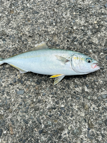 ワカシの釣果