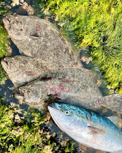 メジロの釣果