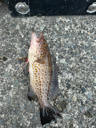 オオモンハタの釣果