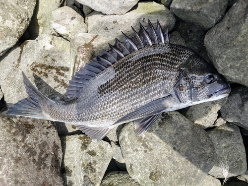 クロダイの釣果