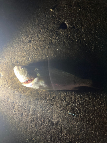 イシモチの釣果